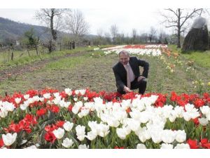 Vali Ali Kaban Çaycuma’da Lale Üretim Alanlarını İnceledi