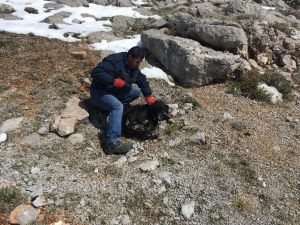 Konyaaltı Belediyesi’nden Ölmek Üzere Olan Köpeklere Yardım Eli