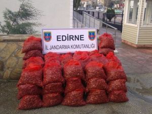 Enez’de Midye Operasyonları Devam Ediyor