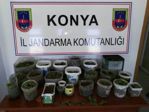 Seydişehir’de kenevir operasyonu