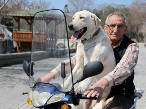 Köpeğin motosiklet tutkusu şaşırtıyor