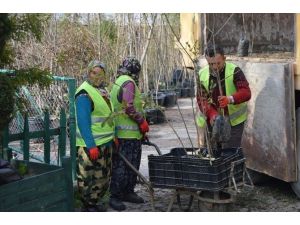 Park Ve Yeşil Alanlara 2 Bin 500 Fidan