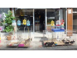 Van’da Petshoplara İlgi Artıyor