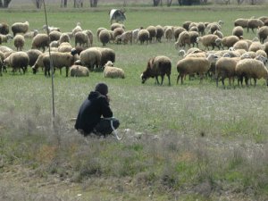 Sürü yabancıya emanet