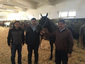 Sultansuyu Tigem’de Tay Seçimleri Yapılıyor