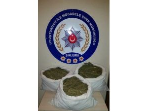 Şanlıurfa’da 32 Kilo Esrar Ele Geçirildi