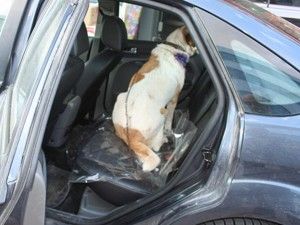 Yaralı köpeğe makam şefkati