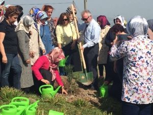 Ak Partili Kadınlardan Hatıra Ormanı