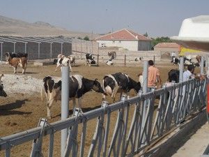 Boğaların saldırısına uğrayan kişi ağır yaralandı