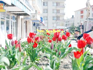 Akşehir'de parklar 8 bin laleyle güzelleşti