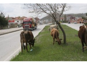 Yozgat’ta Ahırdan Kaçan İnekler Şehir Merkezine İndi