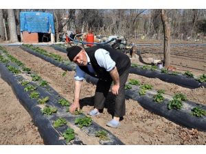 Sorgun’da Çilek Üretimi Yaygınlaşıyor