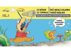 İnci Kefali Balığı Avlanma Yasağı Başlıyor