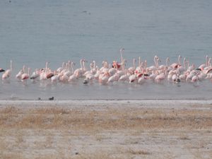 Flamingolar, İvriz Barajı'na akın etti