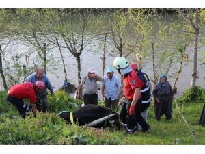 Dereye Yatağına Düşen İneği İtfaiye Ekipleri Kurtardı