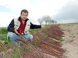 Fidan mezarlığı