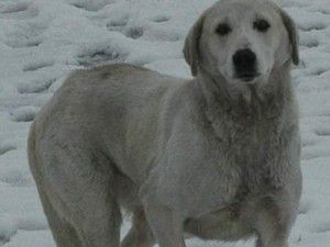 Aç köpek hırsızları yakalattı