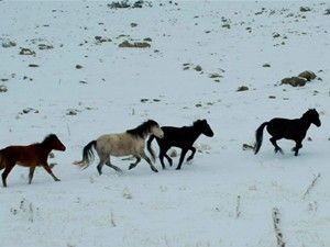 Karacadağ'ın yaban atları görüntülendi