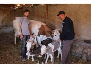 Eskişehir’in Seyitgazi İlçesinde Bir İnek Üçüz Doğurdu