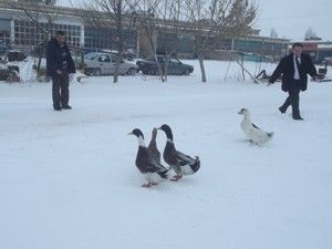 Karapınar Belediyesi, sokak hayvanları için yem bıraktı