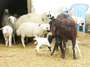Üçüz doğuran keçiler sahibini sevindirdi