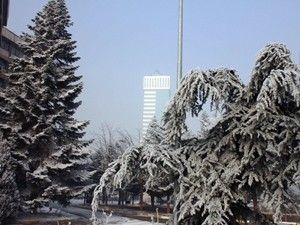 Konya'da ağaçlar beyaza büründü