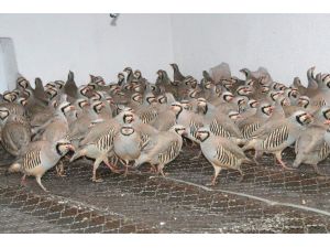 Yozgat Keklik Üretim İstasyonu 12 Bin Kınalı Keklik Üretecek