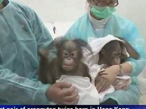 Orangutan ikiz doğurdu