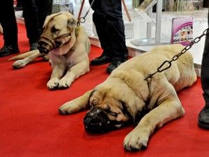 EMITT Fuarı'nda malaklı köpekleriyle büyük ilgi gördü