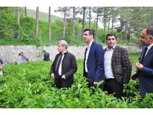 Bitlis’te 30 Bin Adet Sertifikalı Ceviz Fidanı Dağıtıldı