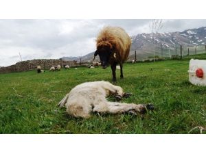 (Özel Haber) Anne Koyun Ölen Kuzusunun Başından Ayrılamadı