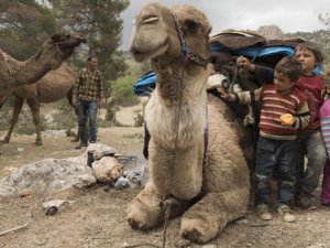 Sarıkeçili yörüklerinin son "develi" konargöçerleri