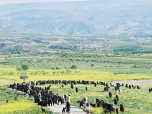 Sarıkeçililer yaylalara göç ediyor