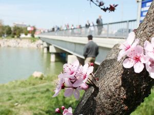 Beyşehir Gölü Milli Parkı çiçek açtı