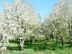Kirazın çiçeği de turizme hizmet edecek