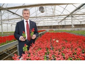 Şahinbey Belediyesi Tam Otomasyonlu Seralarda Çiçek Yetiştiriyor