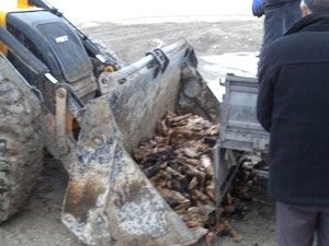Emirgazi'de 1 ton hayvansal gıda malzemesi imha edildi