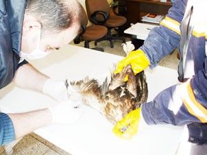 31 vahşi hayvan tedavi edildi