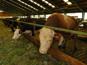 Hayvan hırsızları yakalandı