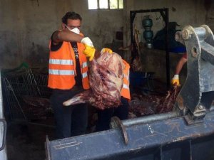 6 ton kaçak domuz eti ile yakalandı: serbest