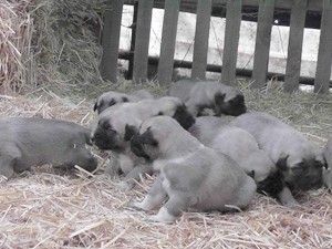 Koyun çiftçiliğinin neşe kaynağı yavru köpekler