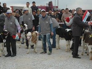 Buzağılar güzellik yarışmasına katıldı