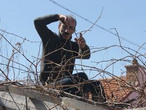 Bağ budama dönemi başladı
