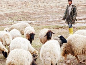 Biyogaz kömürün yerini almaya hazırlanıyor