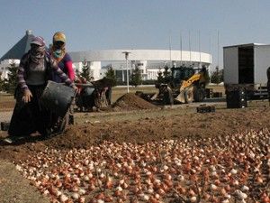 Lale soğanları toprakla buluştu