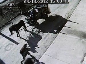 At arabalı mazgal hırsızları aranıyor