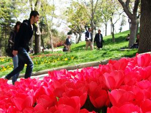 Şehir, lalelerle rengarenk oldu