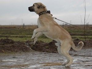 ''Aksaray Malaklısı'' Uluslararası köpek ırkı oluyor