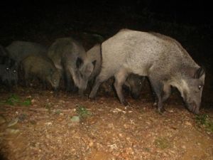 Domuz sürüsüne çarptı yaralandı