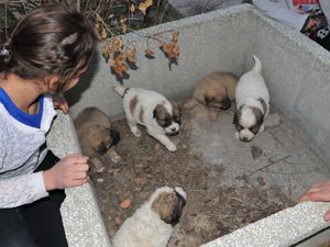 Hamile köpek dövülerek öldürüldü